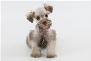 Casper - puppy for sale