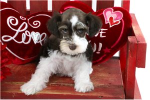 Carissa - puppy for sale