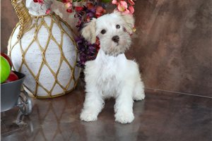 Clyde - Schnauzer, Miniature for sale