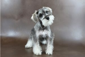 Patrick - puppy for sale