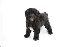 Wally - Schnoodle for sale
