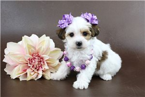 Donna - puppy for sale