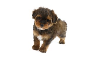 Blaine - Yorkiepoo - Yorkie Poo for sale