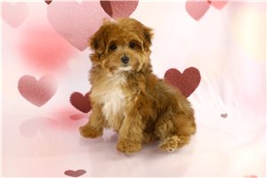 Bitsy - Yorkiepoo - Yorkie Poo for sale