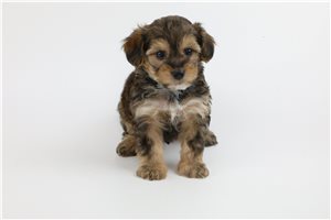 Solo - puppy for sale