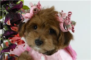 Brenna - Yorkiepoo - Yorkie Poo for sale