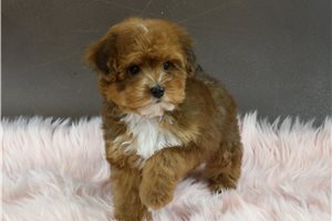 Jones - puppy for sale