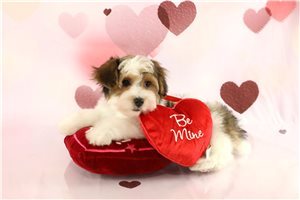 Brody - Yorkiepoo - Yorkie Poo for sale