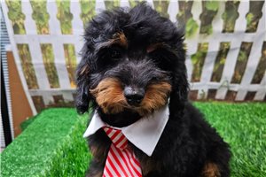 Charlie - Cavapoo for sale