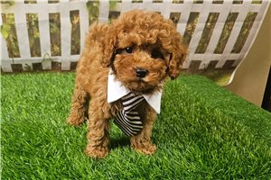 Neeko - Cavapoo for sale