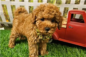 Neeko - Cavapoo for sale