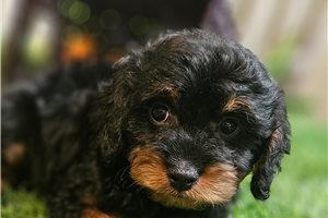 Charlie - Cavapoo for sale