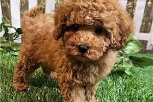 Neeko - Cavapoo for sale
