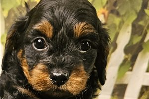 Charlie - puppy for sale