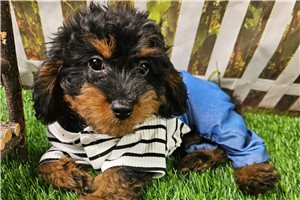 Charlie - Cavapoo for sale