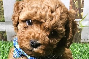 Neeko - Cavapoo for sale