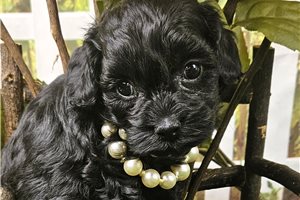 Sugar - puppy for sale