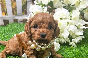 Ruby - puppy for sale