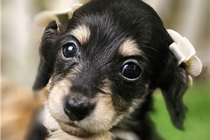 Lilly Lou - puppy for sale