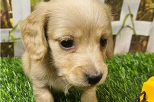 Lane - puppy for sale