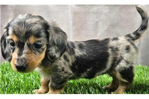 Milly - Dachshund, Mini for sale