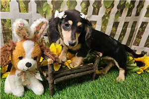 Lilly Lou - Dachshund, Mini for sale