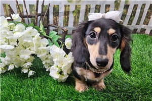 Lilly Lou - Dachshund, Mini for sale