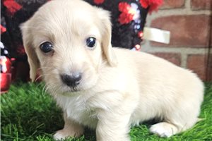 Levi - Dachshund, Mini for sale