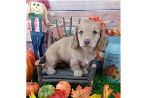 Olive - Dachshund, Mini for sale