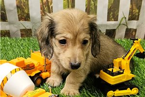Louie - Dachshund, Mini for sale