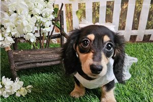 Lilly Lou - Dachshund, Mini for sale