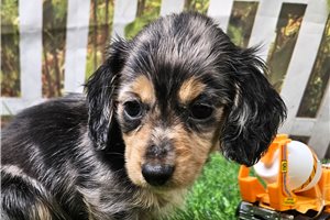 JoJo - puppy for sale