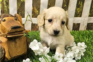 Levi - puppy for sale