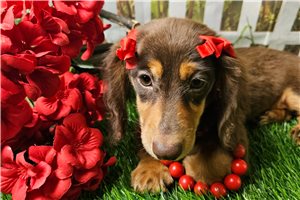 Holly - Dachshund, Mini for sale