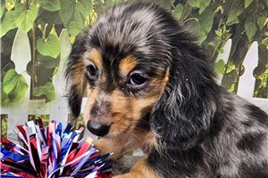JoJo - Dachshund, Mini for sale