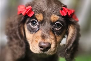 Holly - Dachshund, Mini for sale