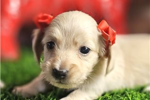 Lou Ann - Dachshund, Mini for sale