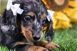 Daphne - puppy for sale