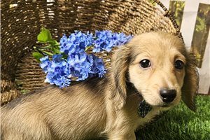 Louie - Mini Dachshund for sale