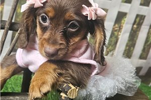 Cherrie Sue - Dachshund, Mini for sale