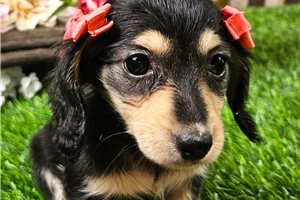 Lila Sue - Dachshund, Mini for sale