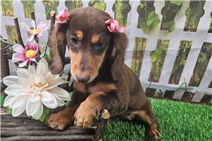 Holly - Dachshund, Mini for sale