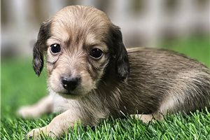 Louie - Dachshund, Mini for sale