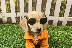Lane - Dachshund, Mini for sale