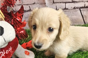 Leon - Dachshund, Mini for sale