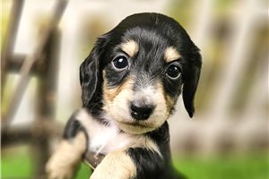 Lobo - puppy for sale