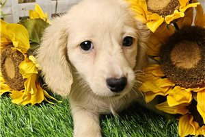 Levi - Dachshund, Mini for sale
