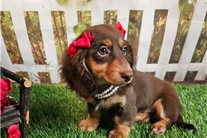 Holly - Dachshund, Mini for sale