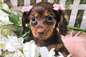 Cherrie Sue - puppy for sale