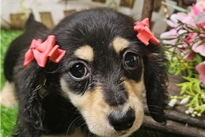 Lilly Lou - Dachshund, Mini for sale